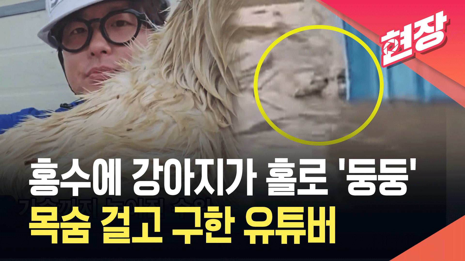 충남 홍수에 강아지 홀로 ‘둥둥’…목줄 풀어 구했다 기사 이미지