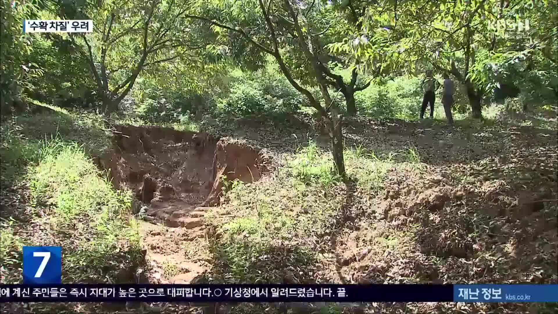 밤 주산지도 와르르…“추석 대목 수확 캄캄”